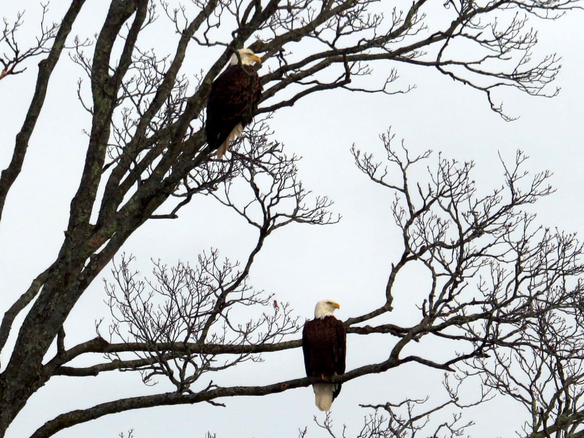 Eagles