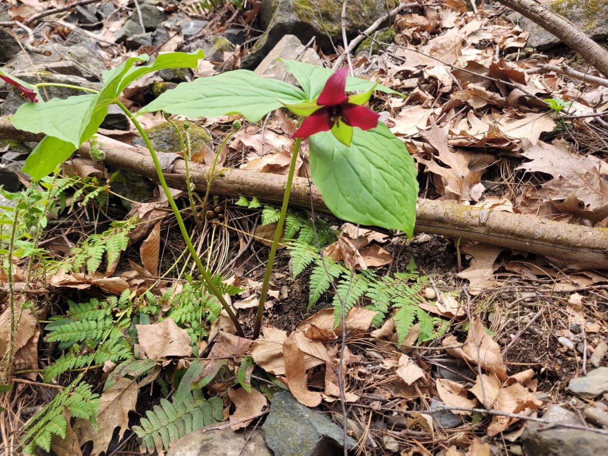 Red trillium