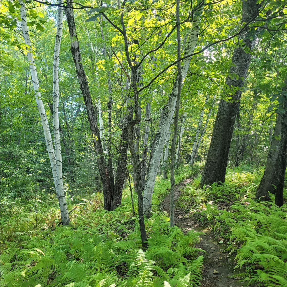Forest