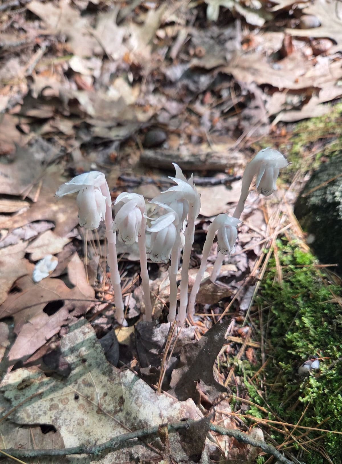 Ghost pipe