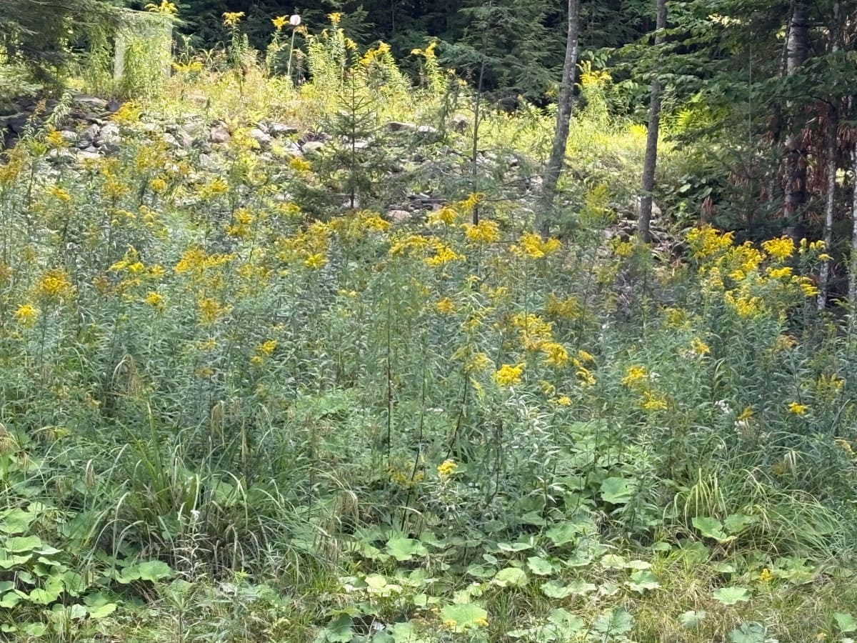 Goldenrod