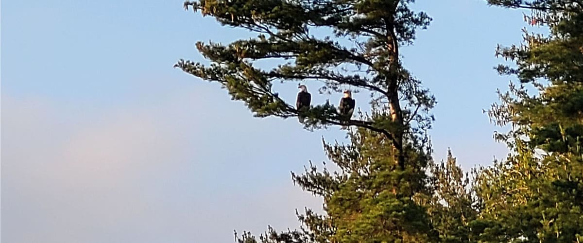 Eagles