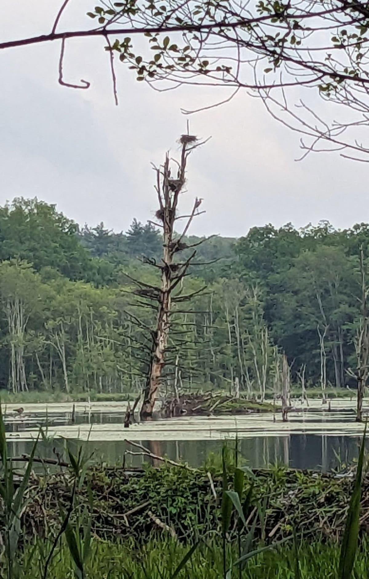 Heron rookery