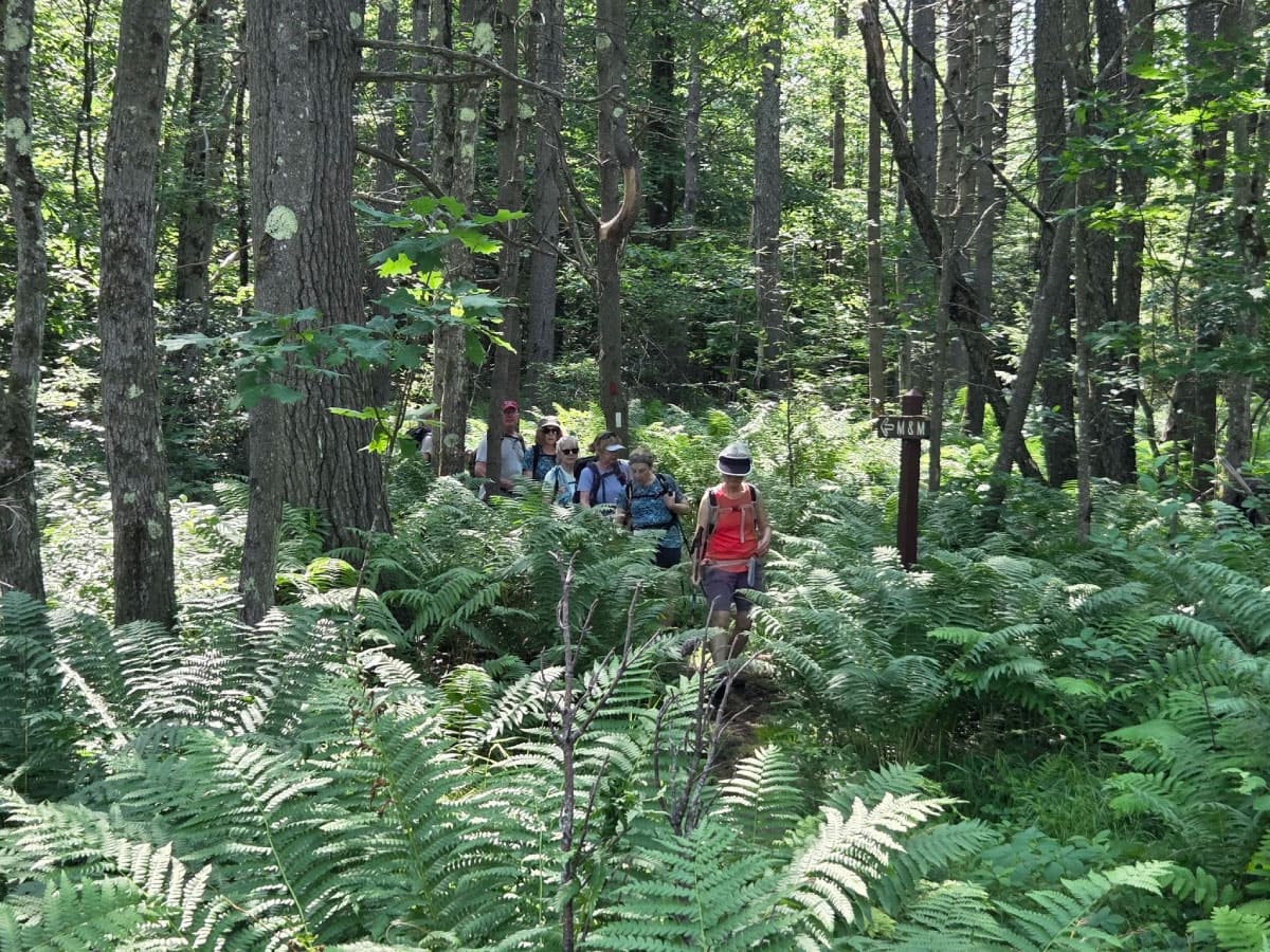Hikers walking through a bed of ferns