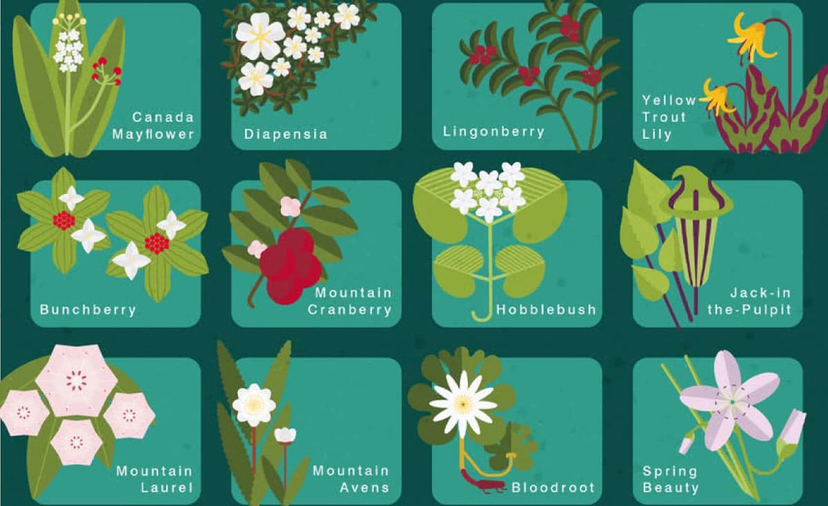 iNaturalist bingo card