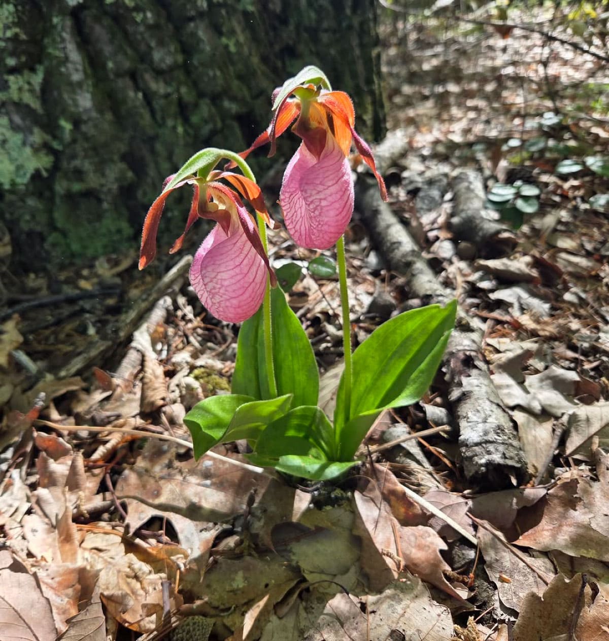 Lady’s slipper