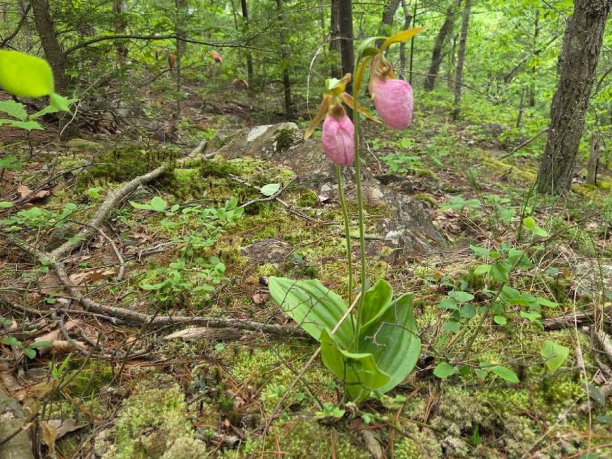 Lady slippers