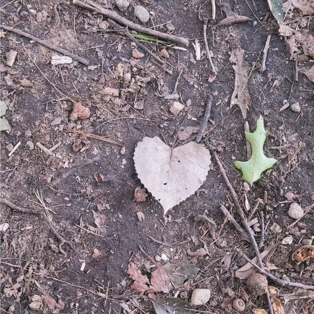 Leaf