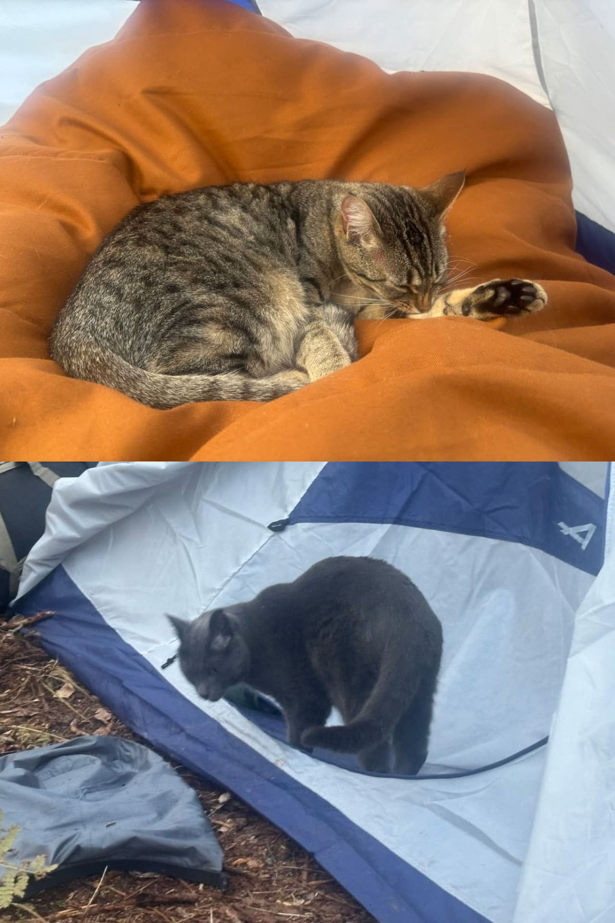 Two cats