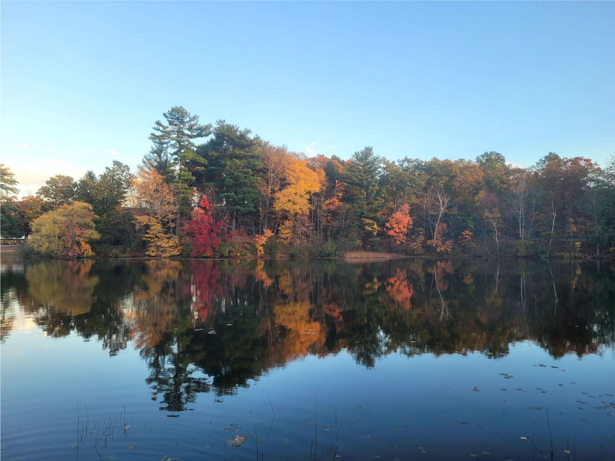 Lake mirroring trees