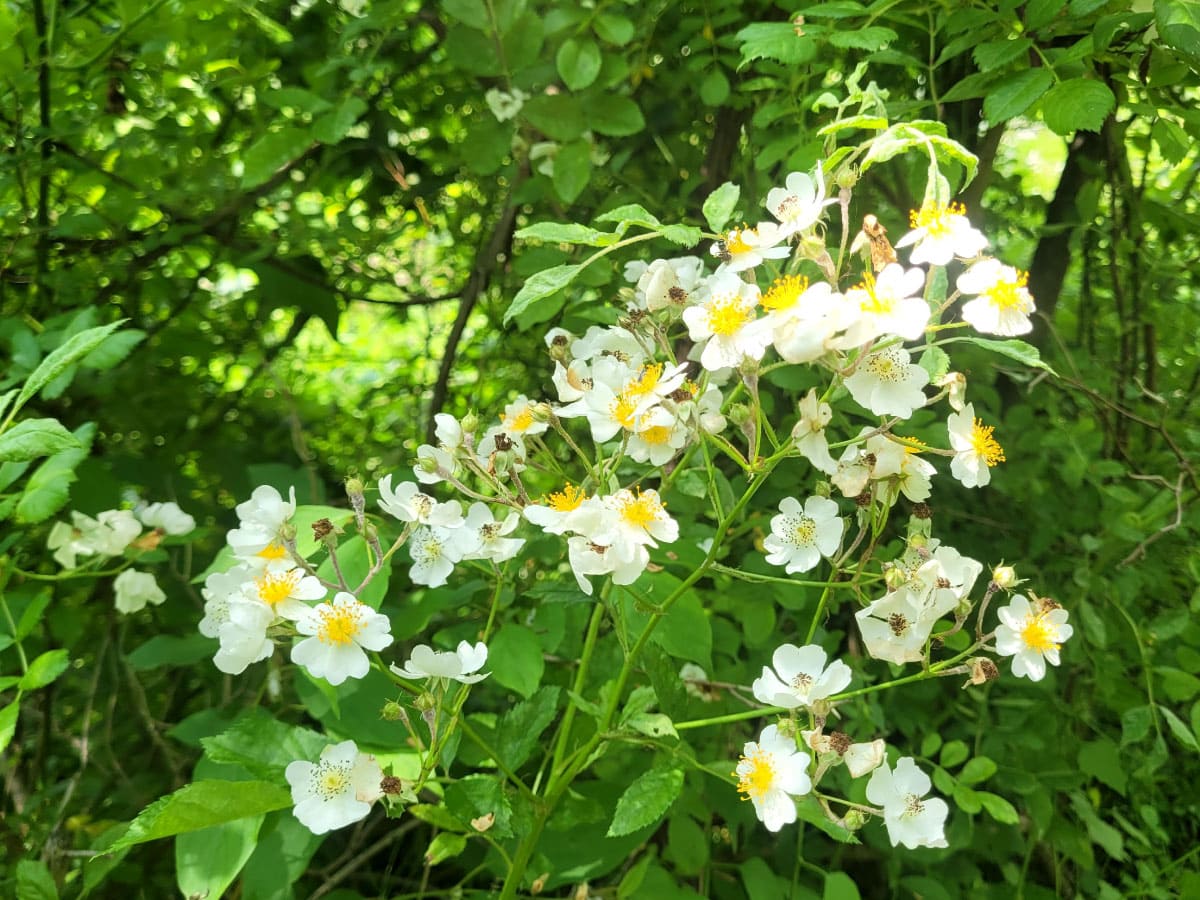 White flowers