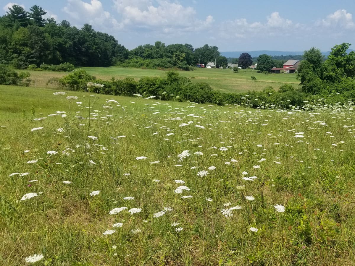 Meadow
