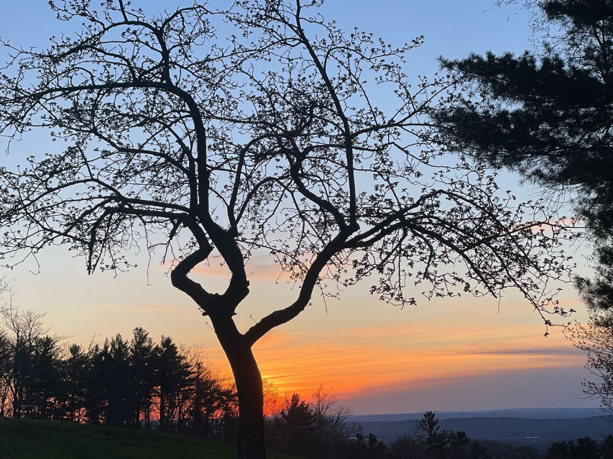 Tree at sunrise