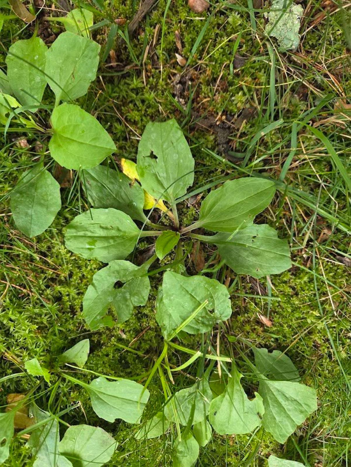 Plantain weed