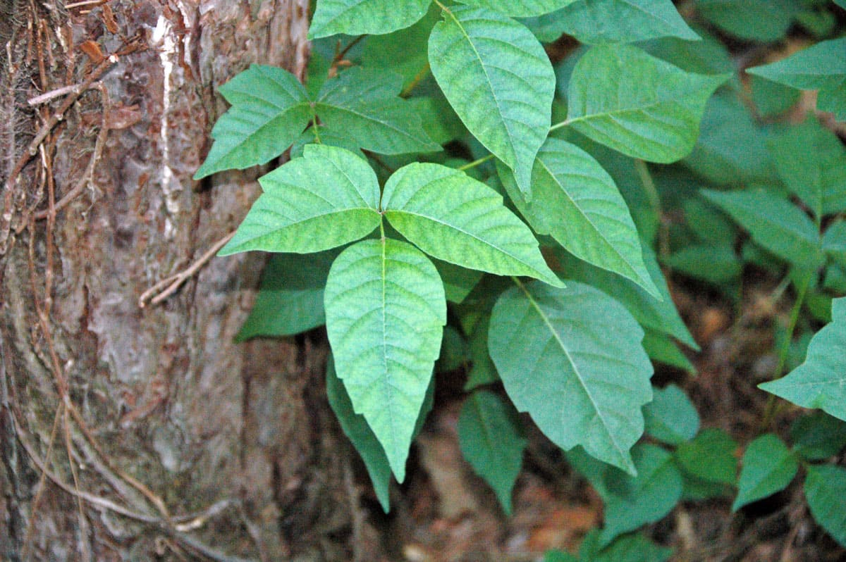 Poison ivy