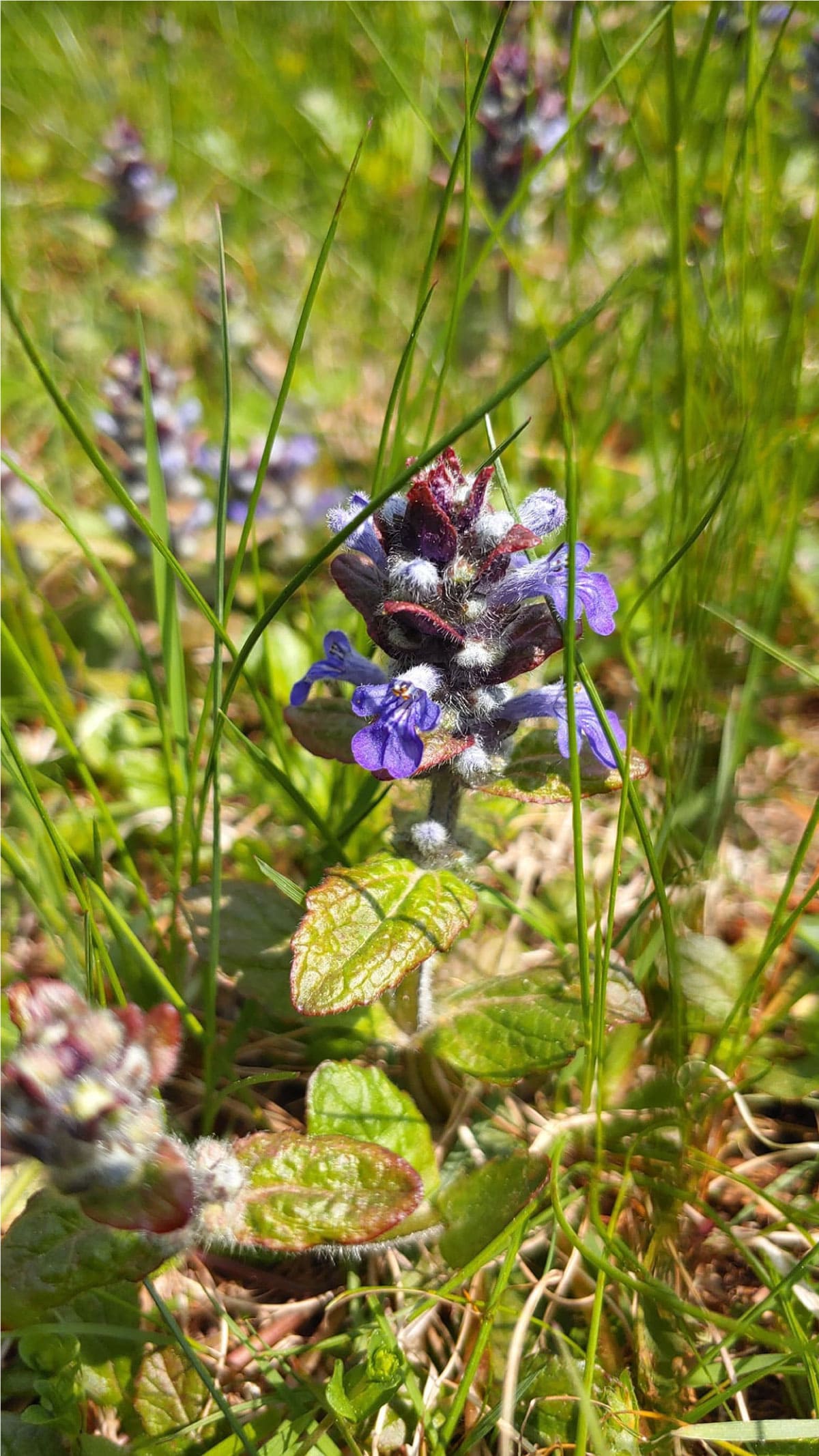 Purple flower
