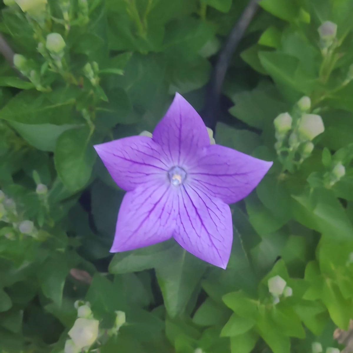 Purple flower