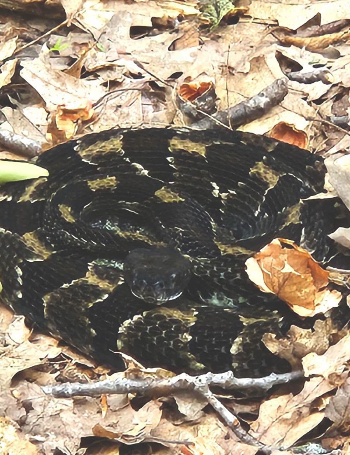 Rattlesnake