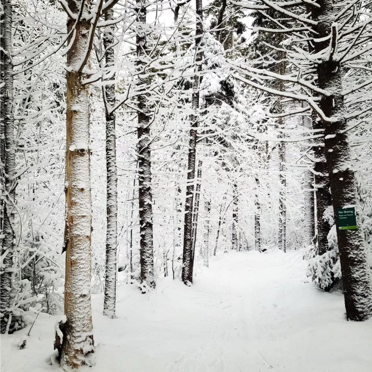 Trees in winter