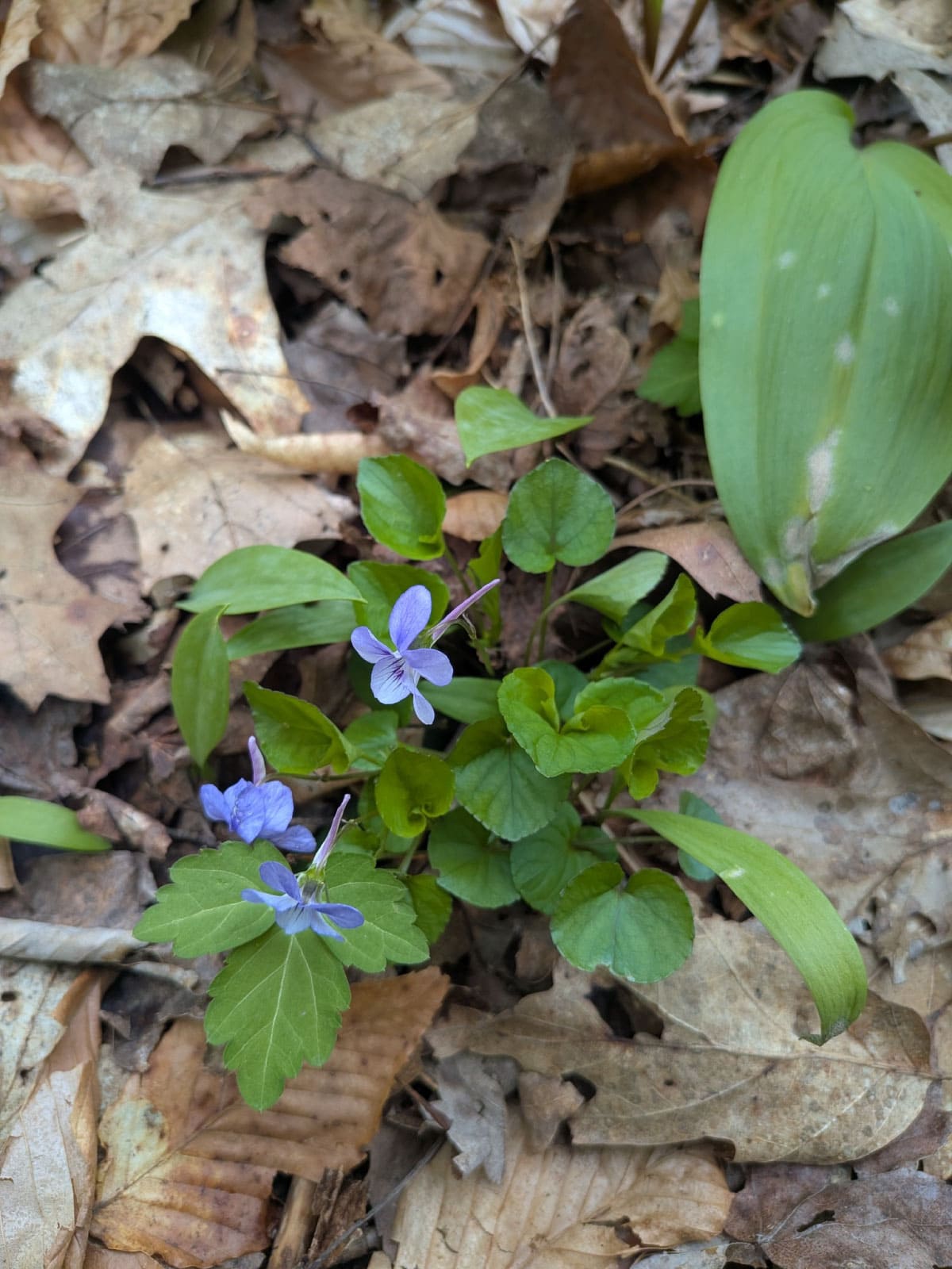 Violet