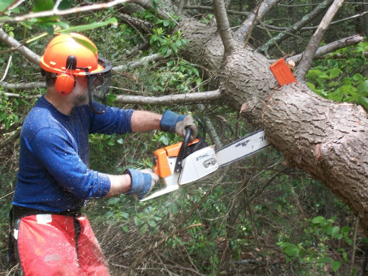 Man cutting down a tree