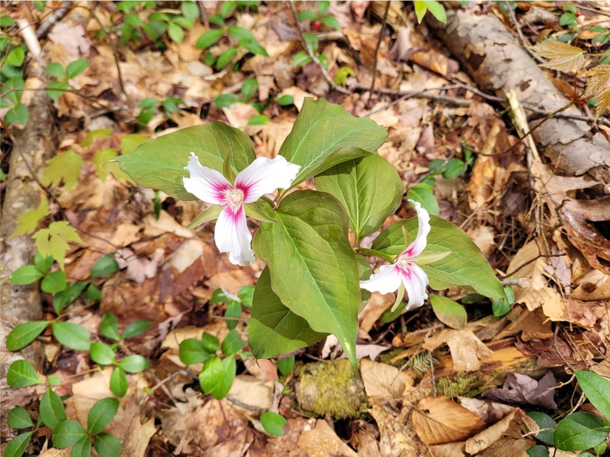 Trillium