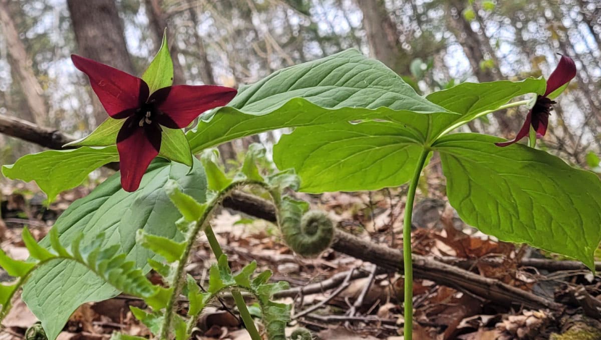 Trillium