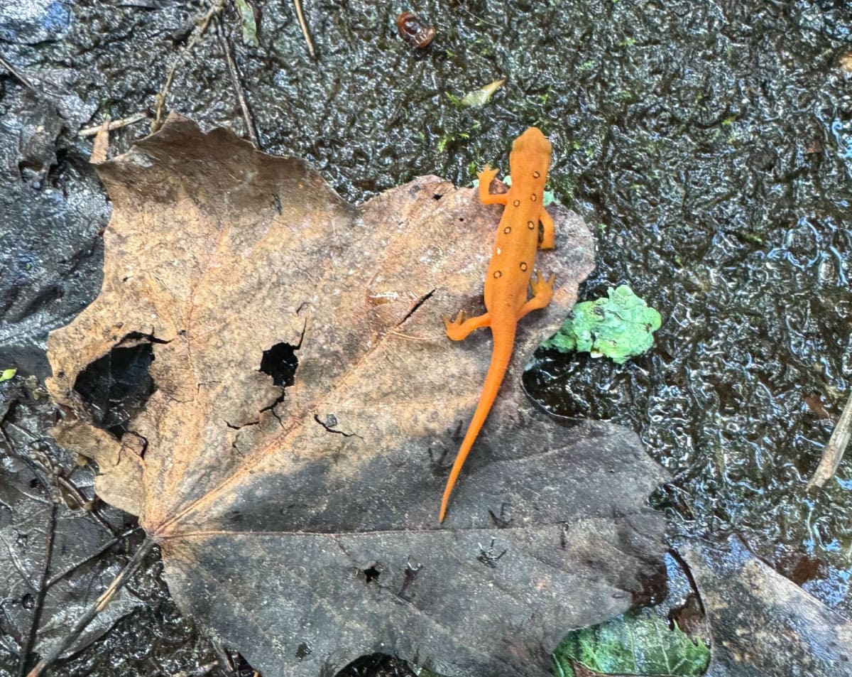Salamander