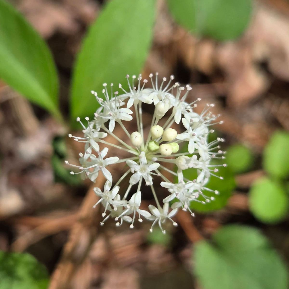 Wildflower