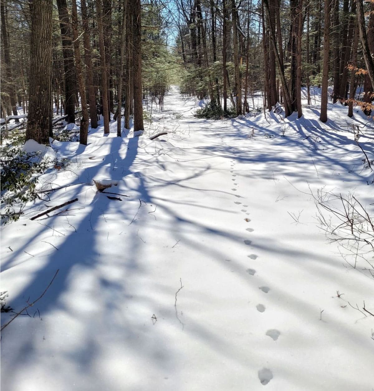 Wildlife tracks in snow
