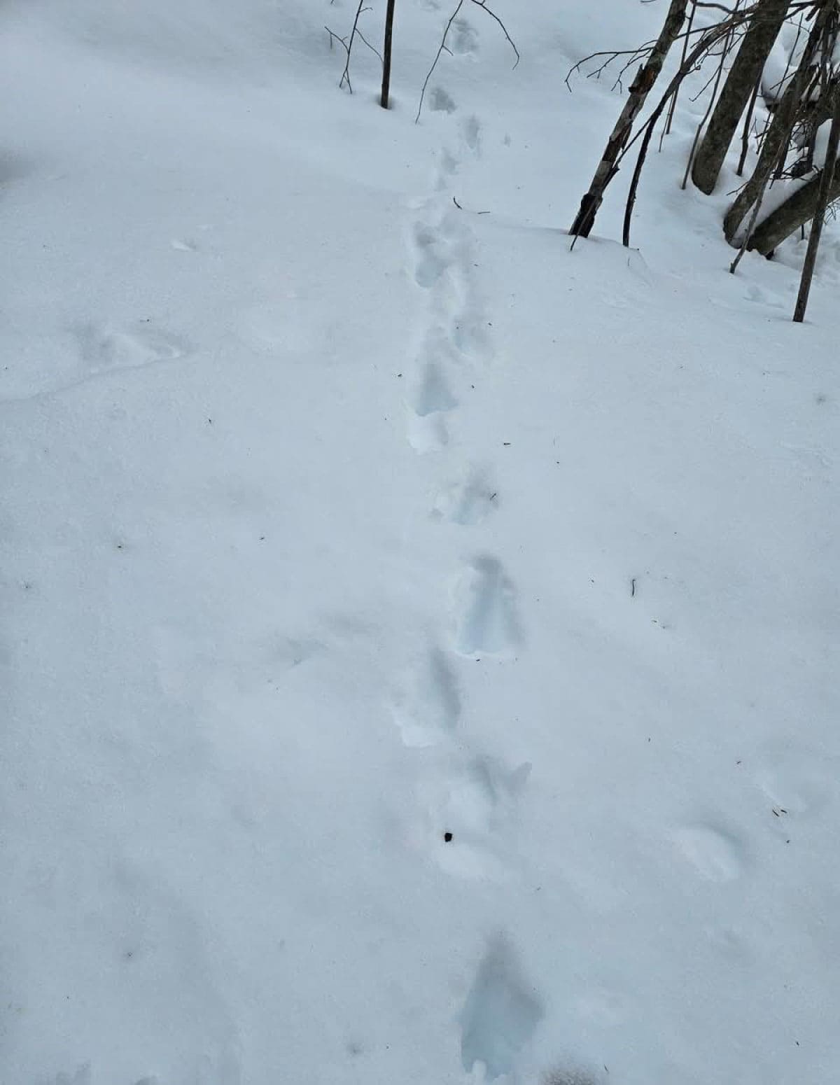 Wildlife tracks