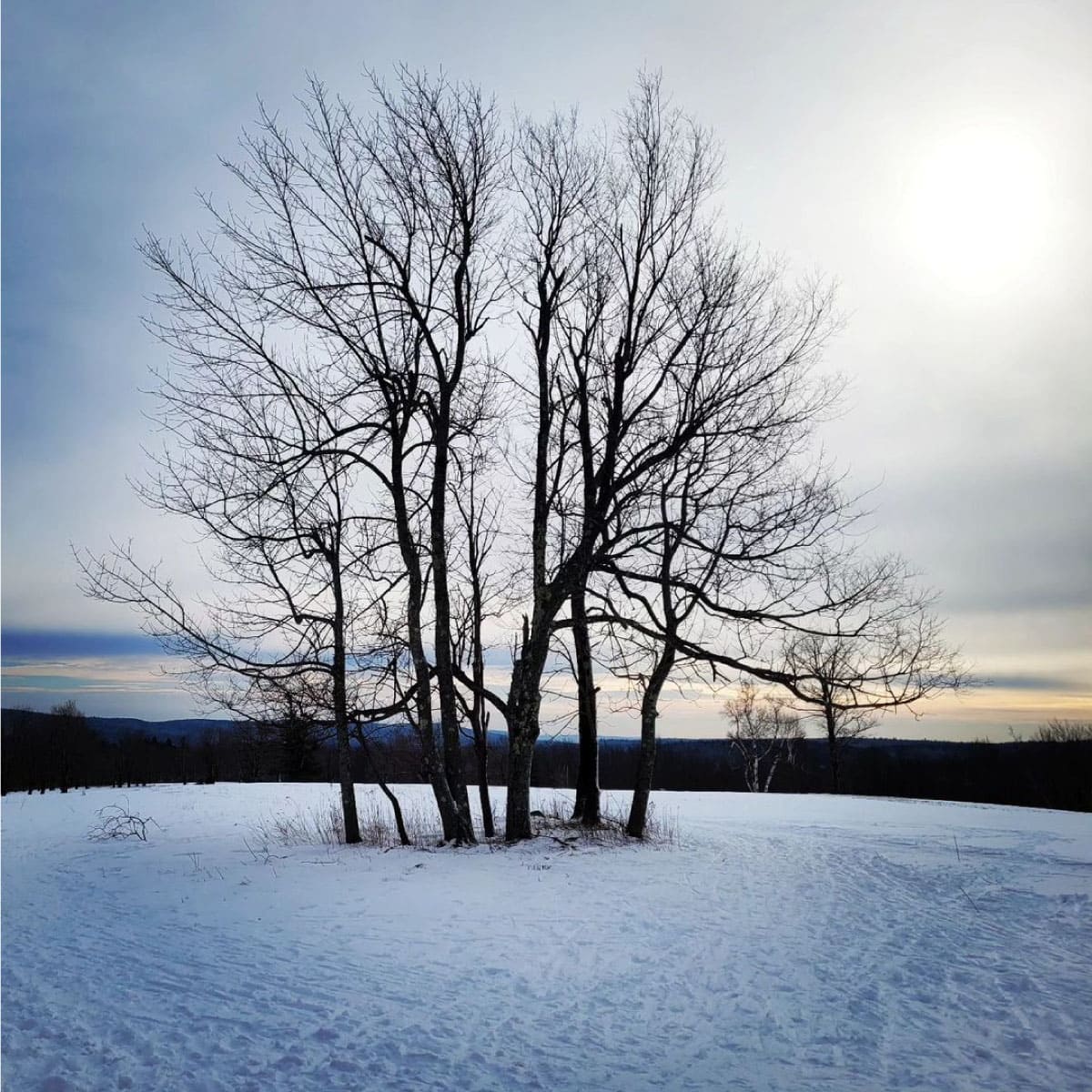 Bare trees in winter