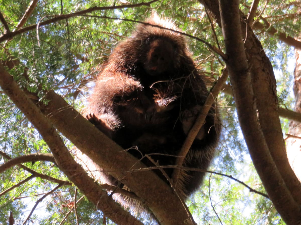 Porcupine in a tree