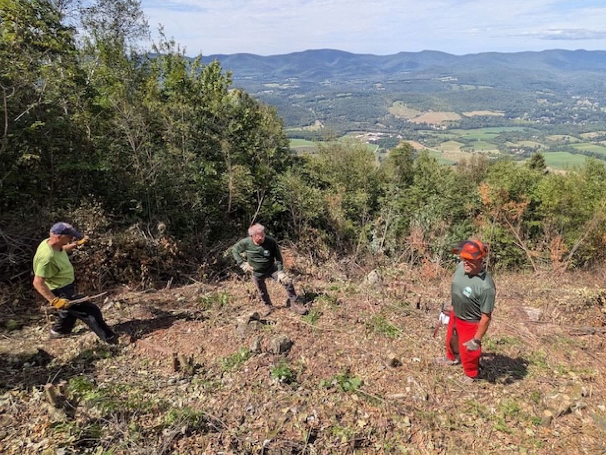Moving cut saplings