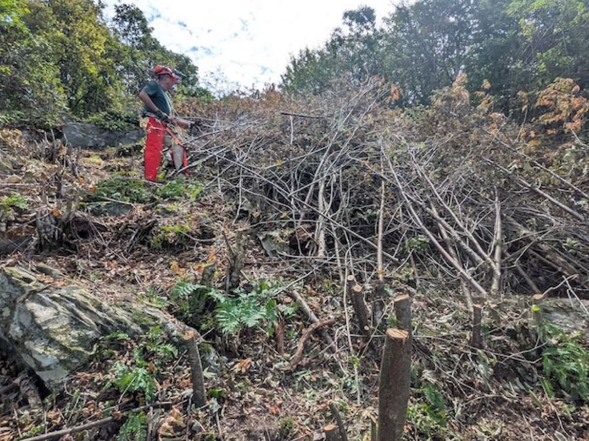 Moving cut saplings