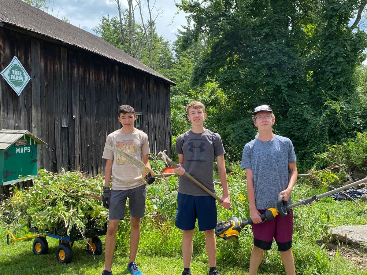 Three men removing bittersweet plants