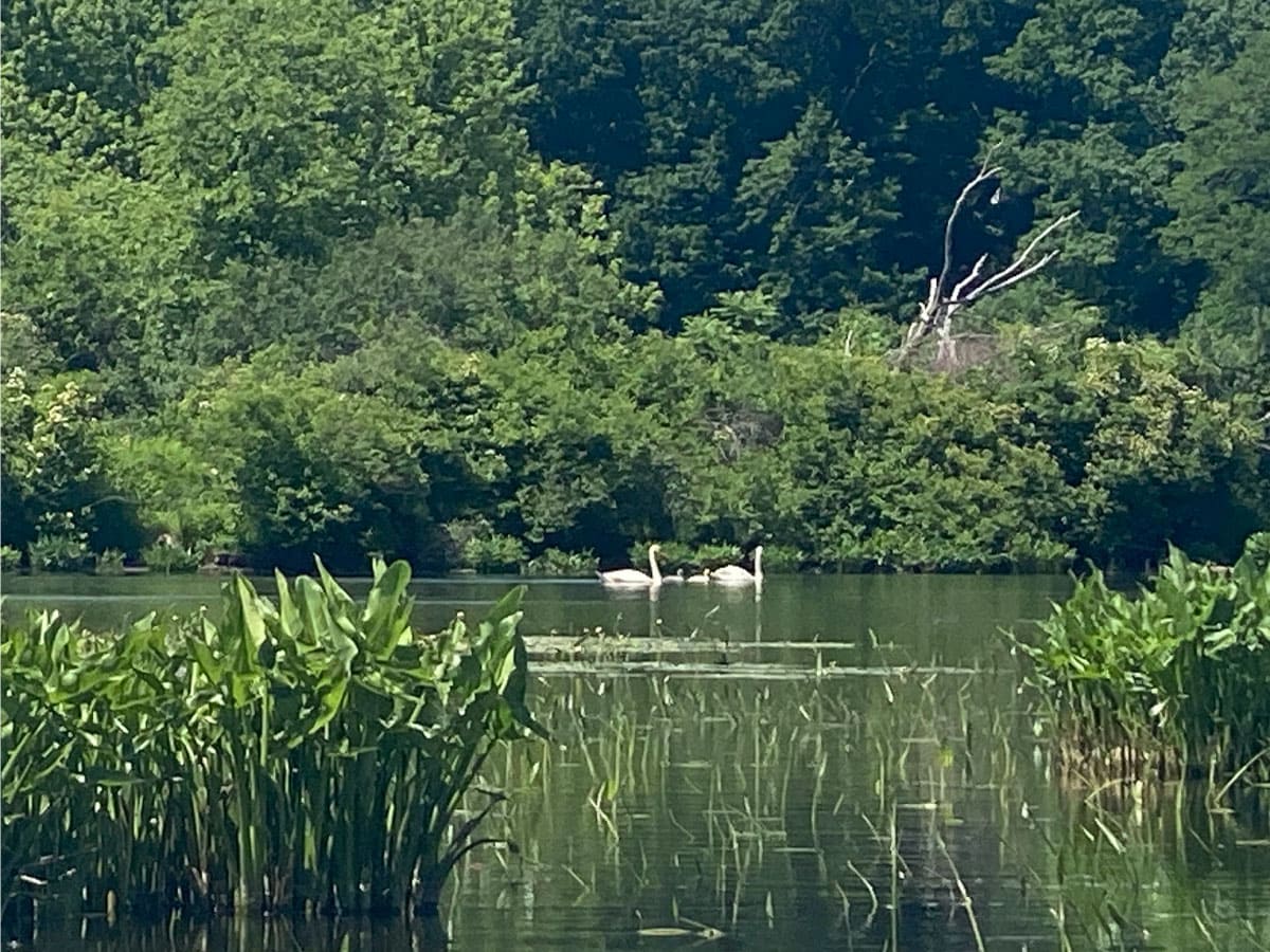 Family of swans