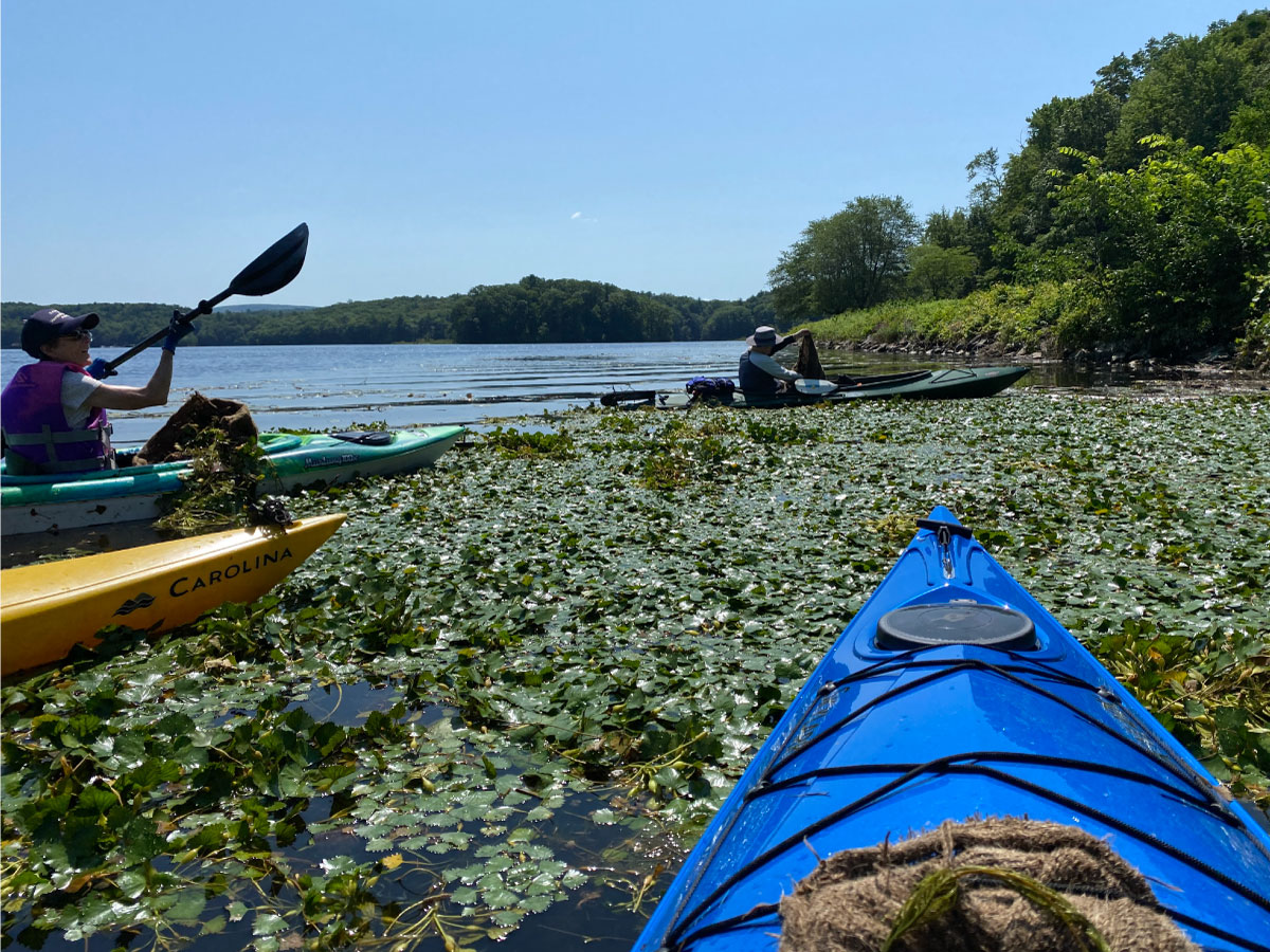 People in kayaks removing water chestnut plants