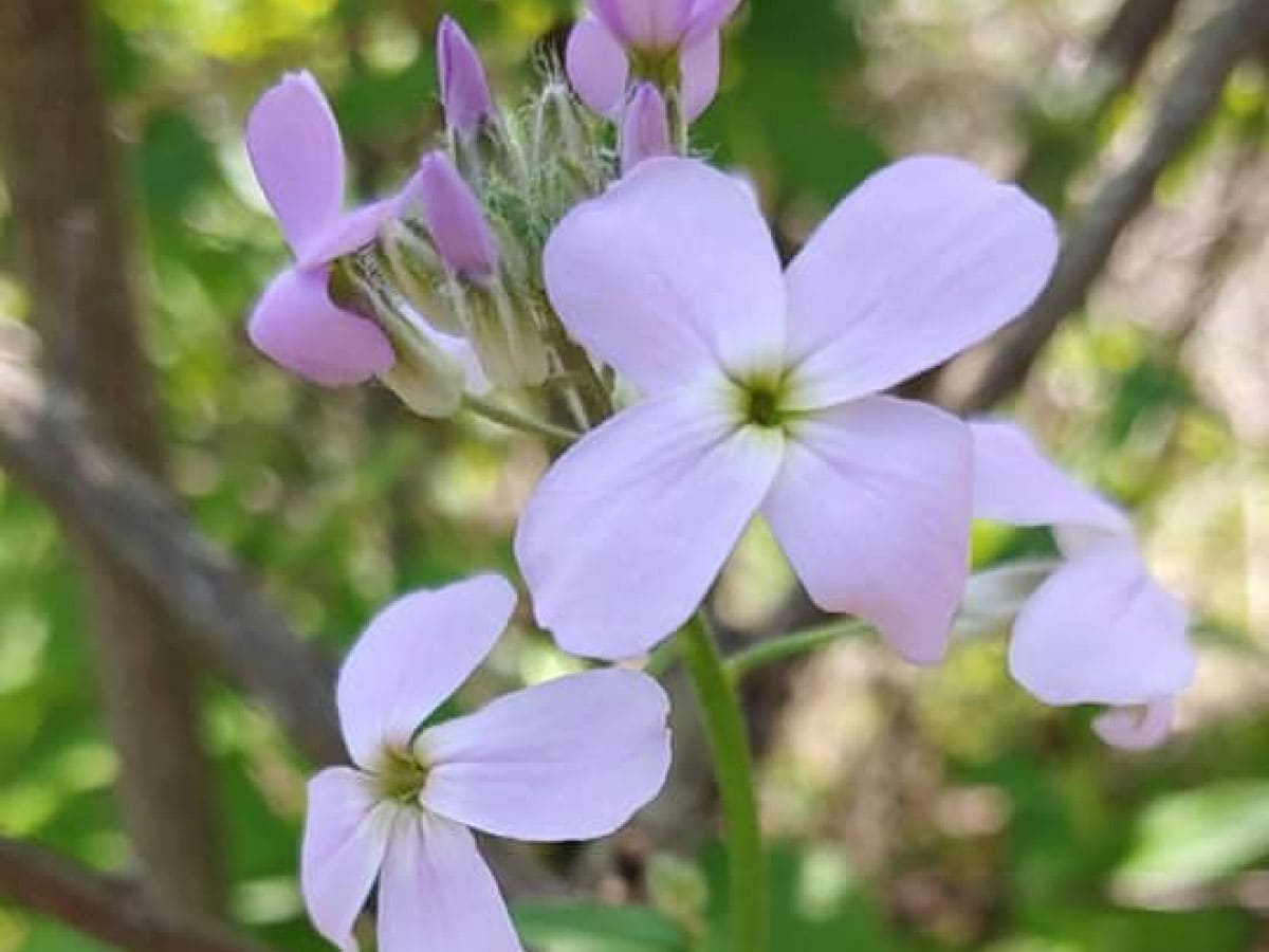 Dame’s rocket (purple flower)