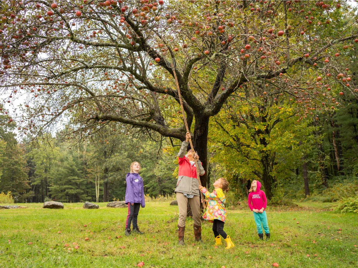 Children picking apples