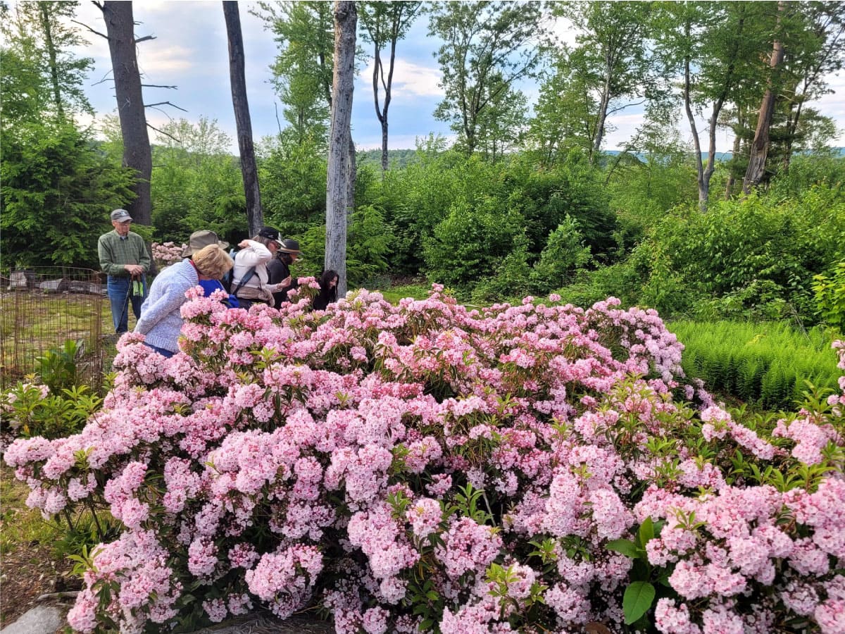 Laurels in bloom