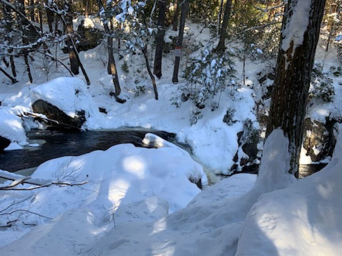 Snowy woods