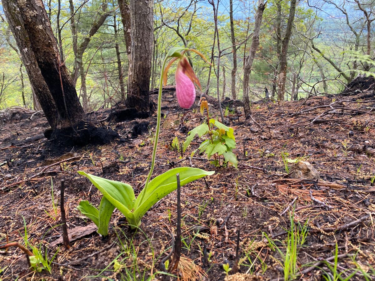 Lady slipper