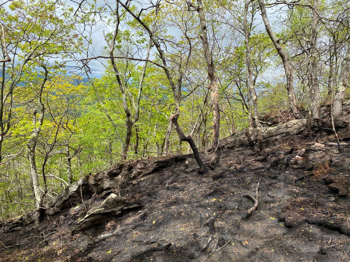 Trail