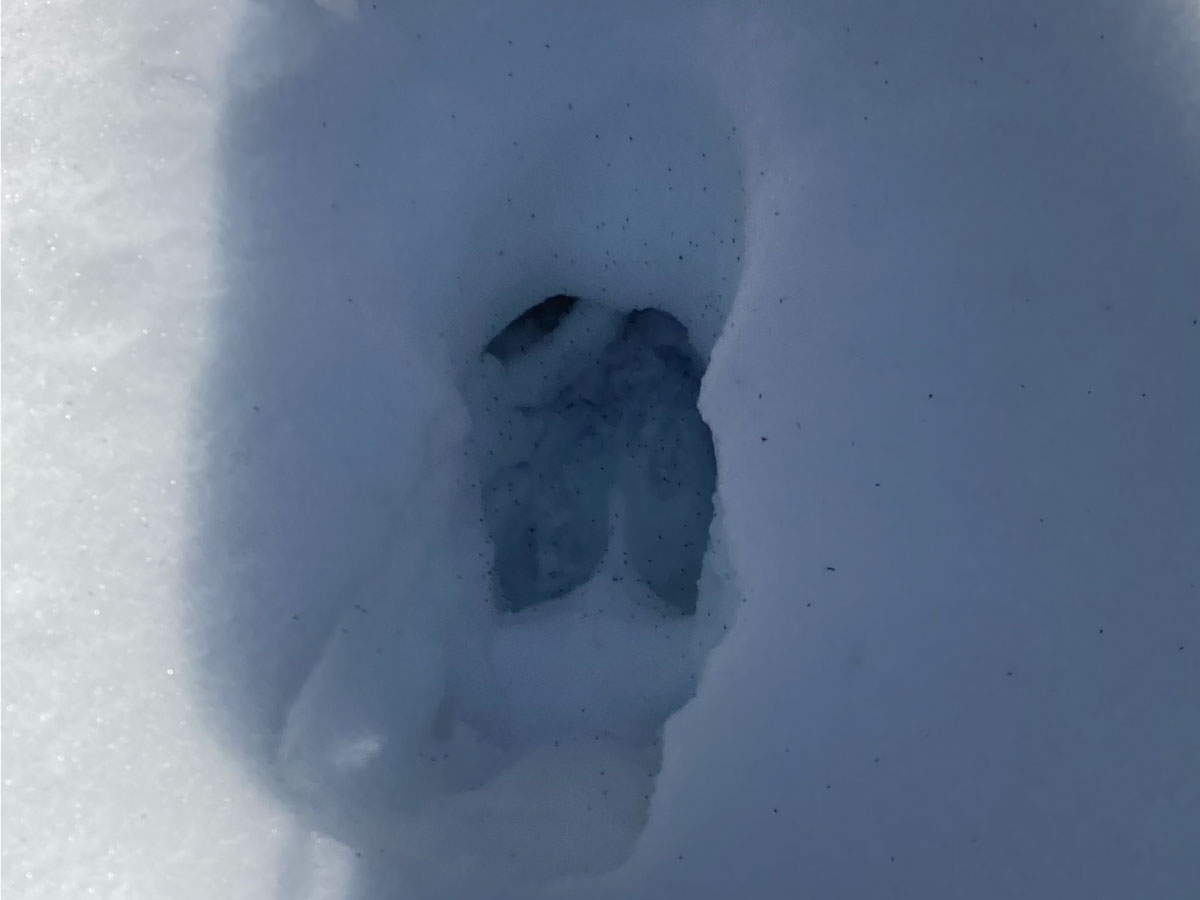 Moose hoof print in snow