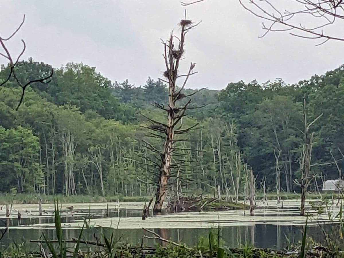 Heron rookery