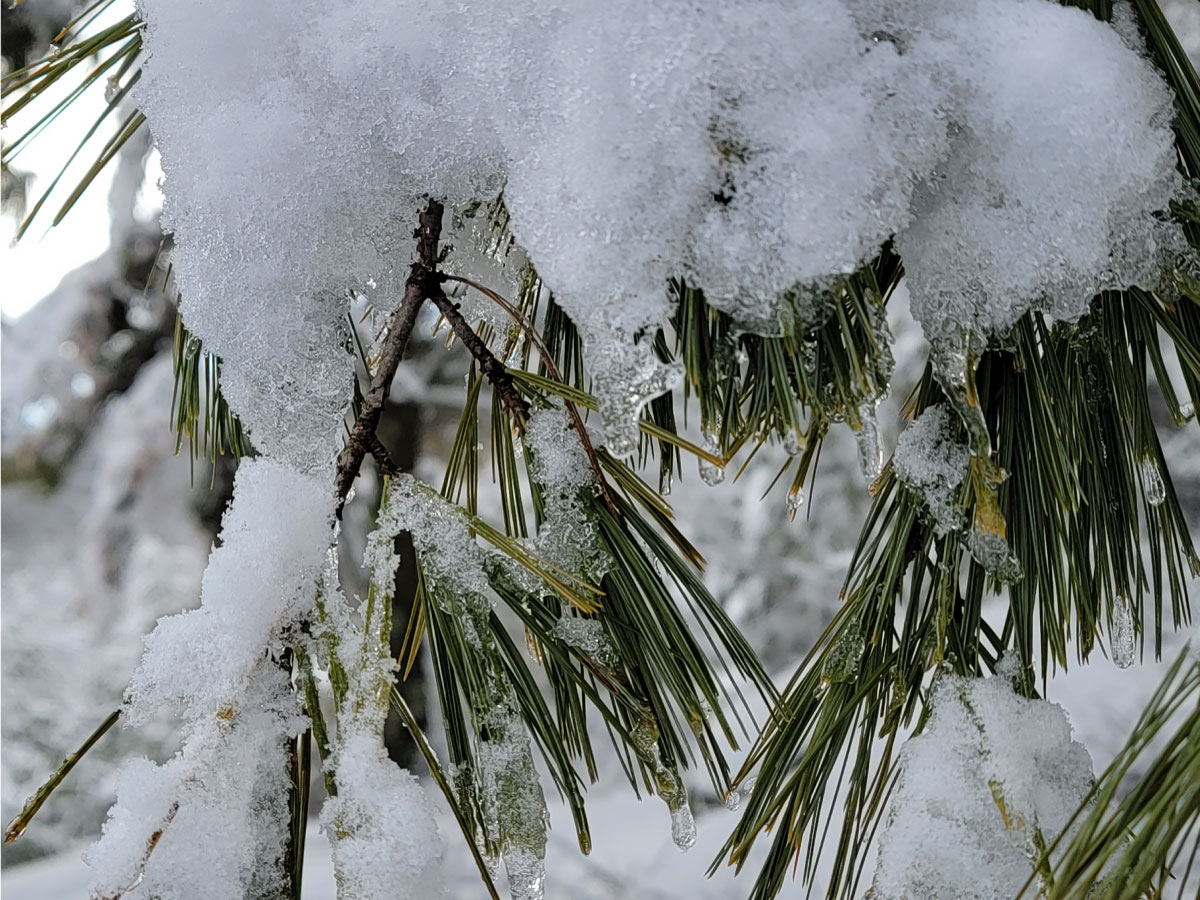 Snow-covered pine needles on Rattlesnake Hill