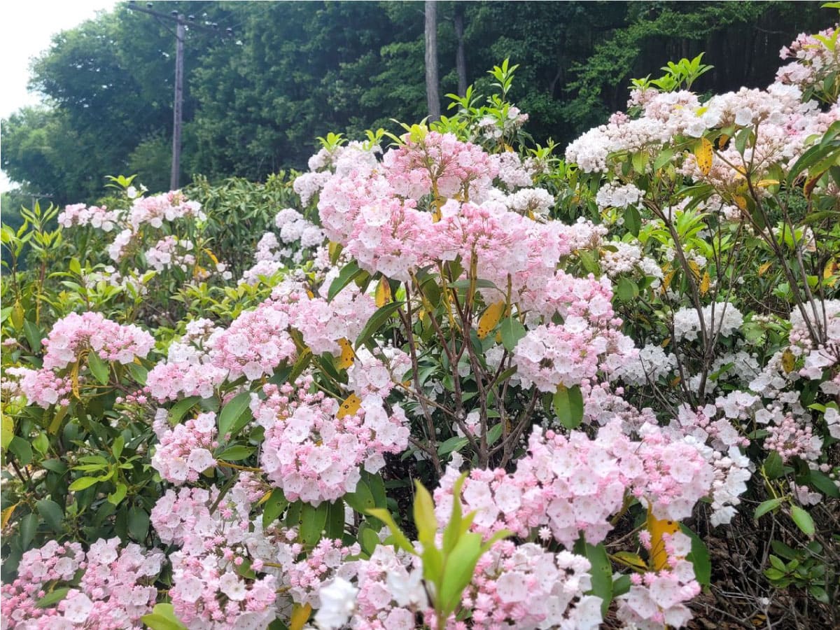 Laurel blossoms