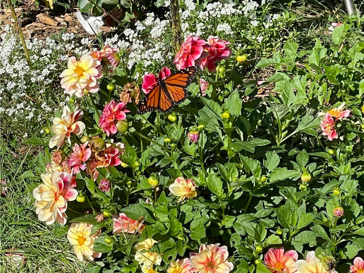 Monarch butterflies in the flowers