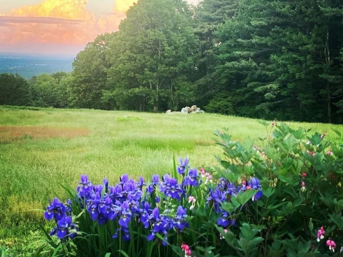 Irises with sunset in the background